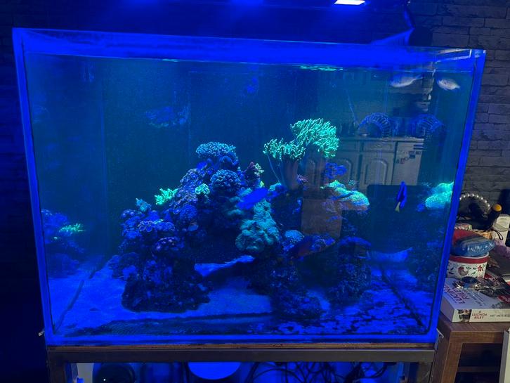 Zeeaquarium, Dieren en Toebehoren, Vissen | Aquaria en Toebehoren, Zo goed als nieuw, Ophalen of Verzenden