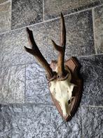 Ree Gewei op trofee plank jacht mancave overkapping d72, Verzamelen, Dierenverzamelingen, Ophalen of Verzenden, Gebruikt, Hert