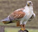 Ruigpootkoningsbuizerds 2025, Dieren en Toebehoren, Meerdere dieren, Roofvogel, Geringd