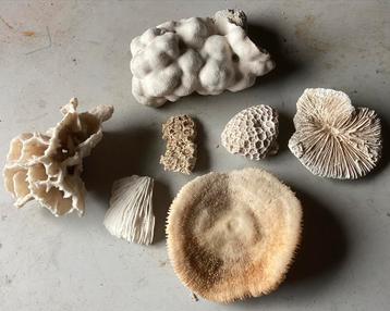Collectie Koraalstukken beschikbaar voor biedingen