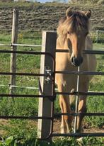 Super lieve Fjord jaarling, Hengst, Niet van toepassing, Recreatiepony, 0 tot 2 jaar