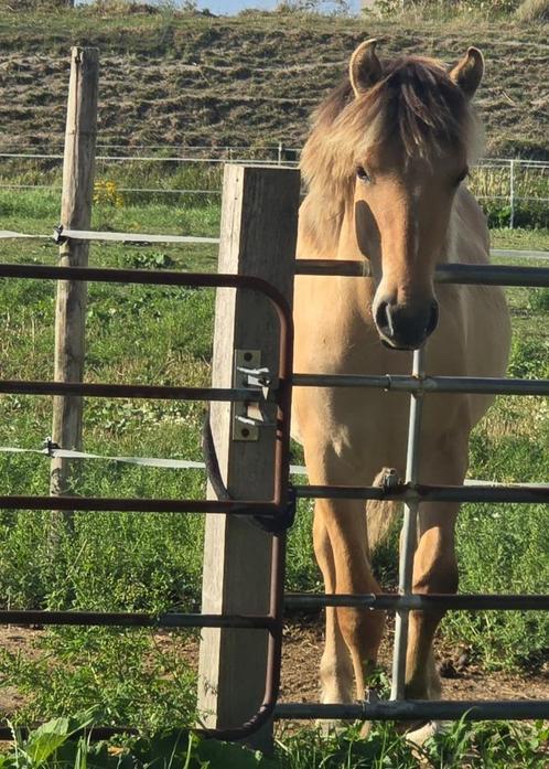 Super lieve Fjord jaarling, Dieren en Toebehoren, Pony's, Hengst, Niet van toepassing, Recreatiepony, 0 tot 2 jaar