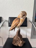 Opgezette kerkuil, Verzamelen, Dierenverzamelingen, Ophalen of Verzenden, Zo goed als nieuw, Vogel, Opgezet dier