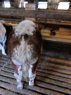 Dikbillen te koop, Dieren en Toebehoren, Mannelijk