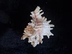 Decoratie schelp, Ophalen of Verzenden, Zo goed als nieuw
