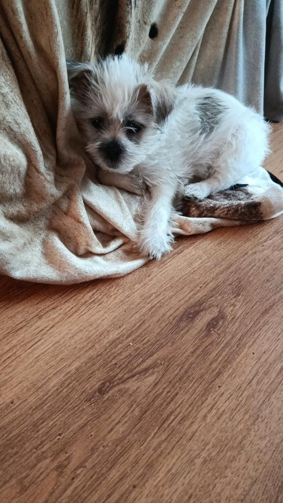 Onze lieve pup te koop, Dieren en Toebehoren, Honden | Chihuahua's en Gezelschapshonden, Teef, Overige rassen, Particulier, Eén hond