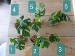 Monstera minima stek geworteld (Philodendron tetrasperma), Ophalen of Verzenden, Overige soorten, Minder dan 100 cm
