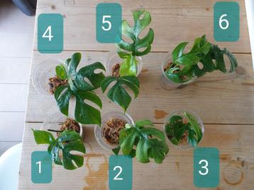 Monstera minima stek geworteld (Philodendron tetrasperma) beschikbaar voor biedingen