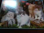 puzzel 1000 stukjes katten persian kittens perzische poesjes, Ophalen of Verzenden, 500 t/m 1500 stukjes, Zo goed als nieuw, Legpuzzel