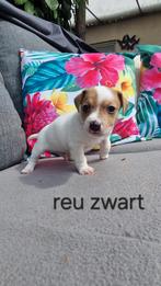 Echte mooie Jack Russell Russel pups., Jack Russell Terriër, 8 tot 15 weken, CDV (hondenziekte), Meerdere