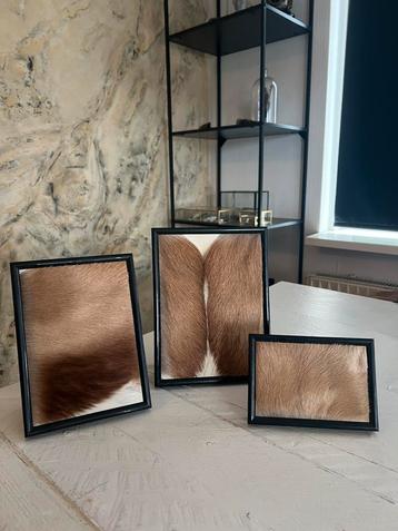 Set Van 3 Opgezette Springbok Huid In Fotolijst Taxidermie beschikbaar voor biedingen