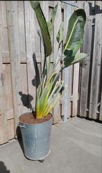 Strelitzia Reginae paradijsvogelplant paradijsvogel, Huis en Inrichting, Ophalen, Overige soorten, 150 tot 200 cm