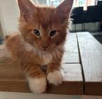 Maine Coon kittens, Dieren en Toebehoren, Kater, Gechipt, 0 tot 2 jaar