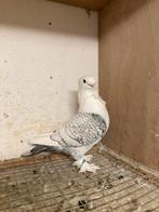 Oosterse meeuwen, Dieren en Toebehoren, Vogels | Duiven, Meerdere dieren, Overige soorten