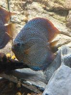 Discus red snakeskin, Dieren en Toebehoren