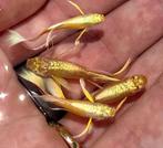 24k gold guppie koppel te koop, Vis