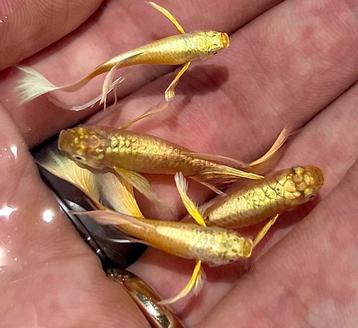 24k gold guppie koppel te koop beschikbaar voor biedingen