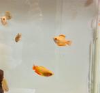 Honing Gourami en Honing Gourami Gold., Dieren en Toebehoren, Zoetwatervis, Schoolvis, Vis