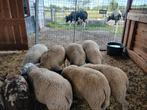 Dekrammen, Mannelijk, Schaap