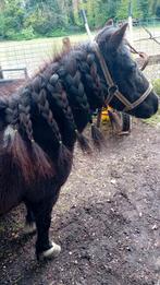 Gez. Verzorgster voor shetlander, Dieren en Toebehoren, Ophalen, Overige soorten