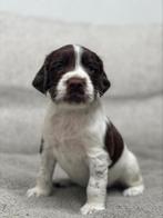 Engelse Springer Spaniël pups uit een uitmuntende werklijn, Dieren en Toebehoren, Honden | Retrievers, Spaniëls en Waterhonden