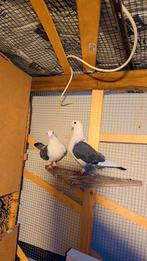 Duiven, Dieren en Toebehoren, Meerdere dieren, Tropenvogel
