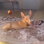 ACE: Sebastian is  een sociale pup die gek is op mensen, Particulier, Rabiës (hondsdolheid), Reu, 8 tot 15 weken