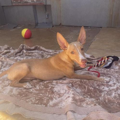ACE: Sebastian is  een sociale pup die gek is op mensen, Dieren en Toebehoren, Honden | Niet-rashonden, Groot, Reu, Particulier