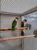 Zwartkop caique's mannen., Dieren en Toebehoren, Mannelijk, Papegaai, Geringd