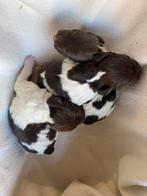 Te koop Engelse Springer Spaniel, 8 tot 15 weken, Meerdere, Meerdere dieren, Spaniël