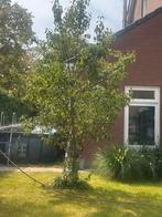 Conferance perenboom, Tuin en Terras, Planten | Bomen, Overige soorten, 250 tot 400 cm, Zomer, Ophalen