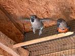 Roodbuik papegaai koppel, Dieren en Toebehoren, Vogels | Parkieten en Papegaaien, Meerdere dieren, Papegaai, Geringd