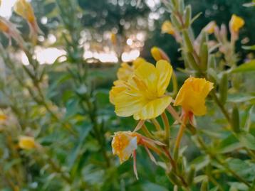 Teunisbloem zaden beschikbaar voor biedingen