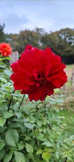 Dahlia's, Ophalen, Overige soorten, Volle zon