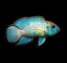 andinoacara pulcher neon €12,50, Dieren en Toebehoren, Vis, Zoetwatervis