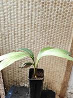 Calyptrocalyx Pachystachys, Huis en Inrichting, Palm, Ophalen of Verzenden, In pot, Minder dan 100 cm