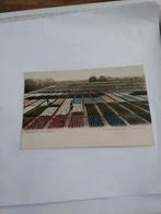 BLOEMBOLLENVELDEN. HOLLAND, Ophalen of Verzenden, Voor 1920