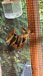 Jonge binsenastrilde man, Dieren en Toebehoren, Vogels | Overige Vogels, Mannelijk