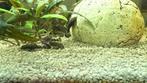 Ancistrus, Dieren en Toebehoren, Vis, Zoetwatervis
