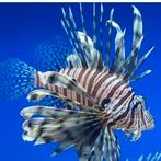 Aquarent/ koraal duivel/ zeeaquarium, Dieren en Toebehoren, Vis, Zoutwatervis