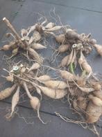 Dahlia knollen, Tuin en Terras, Bloembollen en Zaden, Ophalen of Verzenden, Voorjaar, Volle zon, Knol