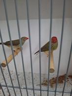 Binsenastrilde, Dieren en Toebehoren, Vogels | Overige Vogels, Meerdere dieren, Geringd