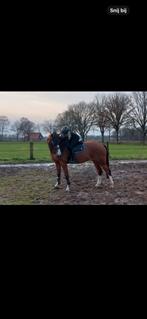 Aangeboden trainingsstal, amazone, Ophalen of Verzenden, Nieuw
