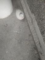 Kwartels, Dieren en Toebehoren, Vogels | Overige Vogels, Meerdere dieren