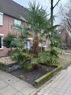 Mooie grote palmboom te koop, Tuin en Terras, Planten | Bomen, 100 tot 250 cm, Zomer, Palmboom, Ophalen