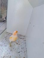 Kanarie man 2025, Dieren en Toebehoren, Vogels | Kanaries, Mannelijk, Kleurkanarie