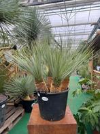 Yucca rostrata met 4 stammen, unieke plant. Ruim assortiment, Vaste plant, Ophalen of Verzenden
