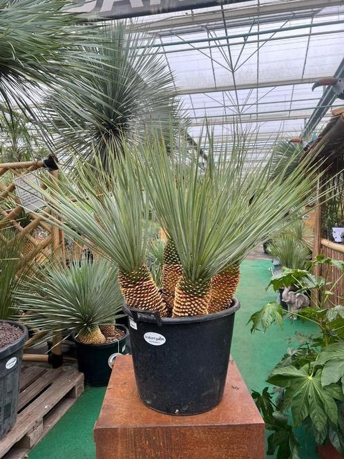 Yucca rostrata met 4 stammen, unieke plant. Ruim assortiment, Tuin en Terras, Planten | Tuinplanten, Vaste plant, Ophalen of Verzenden