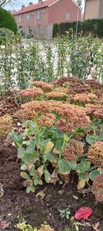 9 stuks Sedum "Herbstfreude" (hemelsleutel), Volle zon, Vaste plant, Herfst, Ophalen