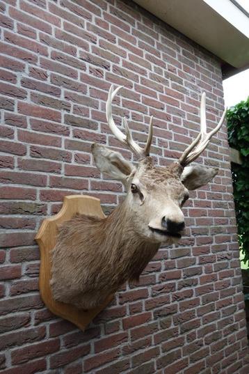Schitterend groot opgezet edelhert met gewei voor in mancave beschikbaar voor biedingen